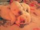 Labrador Retriever Puppies for sale in Dunnellon, FL, USA. price: $1,000