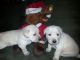 Labrador Retriever Puppies for sale in Palmdale, CA, USA. price: $1,000