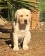Labrador Retriever Puppies for sale in Palmdale, CA, USA. price: $1,000