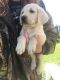 Labrador Retriever Puppies for sale in North Branch, MI 48461, USA. price: NA