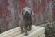 Labrador Retriever Puppies for sale in Wilmot, OH 44689, USA. price: NA