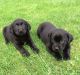 Labrador Retriever Puppies for sale in Holland, MI 49423, USA. price: $500