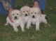 Labrador Retriever Puppies for sale in Aliso Viejo, CA, USA. price: NA