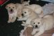 Labrador Retriever Puppies for sale in Pavoorchatram, Tamil Nadu 627808, India. price: 3000 INR