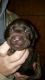 Labrador Retriever Puppies for sale in Pleasant Hope, MO 65725, USA. price: NA