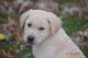 Labrador Retriever Puppies for sale in Howe, IN 46746, USA. price: NA