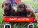 Labrador Retriever Puppies for sale in Gosport, IN 47433, USA. price: NA