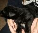 Labrador Retriever Puppies for sale in South Vienna, OH 45369, USA. price: $500
