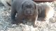 Labrador Retriever Puppies for sale in Altadena, CA, USA. price: $1,000
