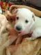 Labrador Retriever Puppies for sale in Kothrud, Pune, Maharashtra, India. price: 12000 INR