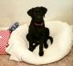 Labrador Retriever Puppies for sale in S Westridge Rd, Santaquin, UT 84655, USA. price: $1,500