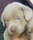 Labrador Retriever Puppies for sale in Pearsall, TX 78061, USA. price: $1,500