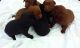 Labrador Retriever Puppies for sale in Lumberton, NC, USA. price: NA