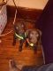 Labrador Retriever Puppies for sale in Toledo, OH, USA. price: $175
