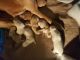 Labrador Retriever Puppies for sale in Marion, OH 43302, USA. price: NA