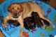 Labrador Retriever Puppies for sale in Avoca, MI 48006, USA. price: $1,000