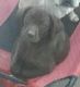 Labrador Retriever Puppies for sale in Fayetteville, NC, USA. price: $600