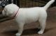 Labrador Retriever Puppies for sale in Gatesville, TX, USA. price: NA