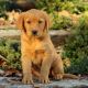 Labrador Retriever Puppies for sale in TX-249, Houston, TX, USA. price: NA