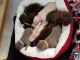 Labrador Retriever Puppies for sale in Dewitt, MI 48820, USA. price: NA