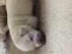 Labrador Retriever Puppies for sale in Tabor City, NC 28463, USA. price: NA