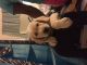 Labrador Retriever Puppies for sale in Oxford, NC 27565, USA. price: $500