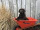 Labrador Retriever Puppies for sale in Berlin, OH 44654, USA. price: $450