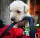 Labrador Retriever Puppies for sale in Jewett, OH 43986, USA. price: NA