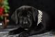 Labrador Retriever Puppies for sale in Hinckley, MN 55037, USA. price: $1,450