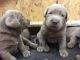 Labrador Retriever Puppies for sale in Firth, NE 68358, USA. price: NA