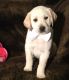 Labrador Retriever Puppies for sale in Colton, CA 92324, USA. price: $1,000