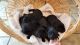 Labrador Retriever Puppies for sale in Lone Rock, WI, USA. price: $650
