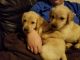 Labrador Retriever Puppies for sale in Marion, OH 43302, USA. price: NA