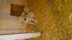 Labrador Retriever Puppies for sale in Ephrata, PA 17522, USA. price: $575
