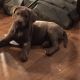 Labrador Retriever Puppies for sale in Fredericktown, OH 43019, USA. price: NA