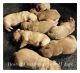 Labrador Retriever Puppies for sale in Social Circle, GA 30025, USA. price: NA