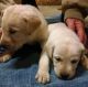 Labrador Retriever Puppies for sale in Chesaning, MI 48616, USA. price: NA