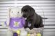 Labrador Retriever Puppies for sale in Meridian, TX 76665, USA. price: $1,500