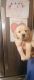 Labrador Retriever Puppies for sale in Sherwood, MI 49089, USA. price: NA