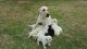 Labrador Retriever Puppies for sale in Glen Burnie, MD, USA. price: NA