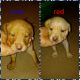 Labrador Retriever Puppies for sale in KY-176, Drakesboro, KY 42337, USA. price: NA