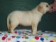 Labrador Retriever Puppies for sale in Richmond, VA, USA. price: $850