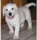 Labrador Retriever Puppies for sale in Houston Ave, Hudson, FL 34667, USA. price: NA