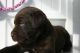 Labrador Retriever Puppies for sale in Dundee, OH 44624, USA. price: $650
