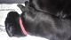 Labrador Retriever Puppies for sale in Franklin, IL 62638, USA. price: $600
