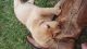 Labrador Retriever Puppies for sale in Statesville, NC 28625, USA. price: NA