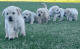 Labrador Retriever Puppies for sale in Mt Vernon, TX 75457, USA. price: NA