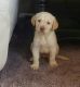 Labrador Retriever Puppies for sale in Wichita, KS, USA. price: $750
