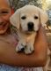 Labrador Retriever Puppies for sale in Columbus, GA 31997, USA. price: NA