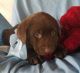 Labrador Retriever Puppies for sale in Grabill, IN 46741, USA. price: $800